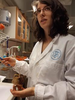 Alessandra Munari in the chick lab with a red junglefowl chick on her hand