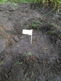 One of the placed where food was buried marked with a flag in the outdoor enclosure