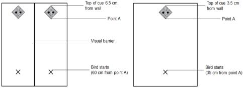 On the left, an arena with a division barrier in the middle for testing two birds simultaneously. The eyespot cue is on one end of the arena, and the starting position on the opposite side. On the right, an arena with the same setup, but with no barrier.