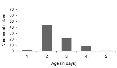 Age at which calves (n = 78) were able to stand up and suckle the artificial teat without lifting assistance for the first time.
