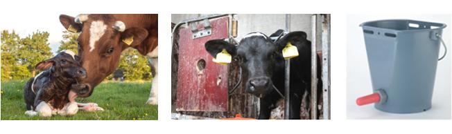 After being born, dairy cales are separated from the dam and placed in a single calf pen, where they learn to use an artificial feeding system.