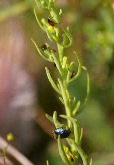 Canthophorus impressus Canthophorus impressus