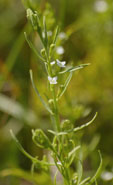 Thesium alpinum Thesium alpinum