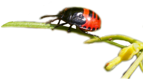 Nymph of Canthophorus impressus Nymph of Canthophorus impressus